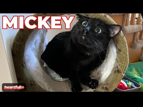 Mickey&#039;s Incredible Journey: A Tale of Resilience and Love