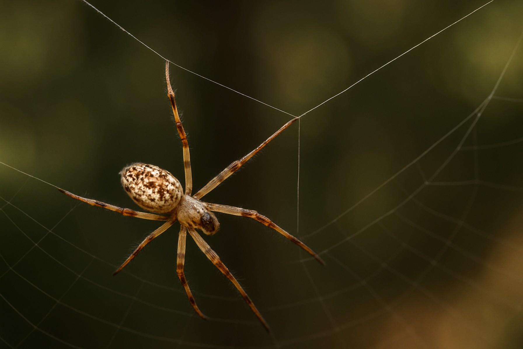Flagelliform Spider Silk: Nature’s Ultimate Elastic Fiber Revealed